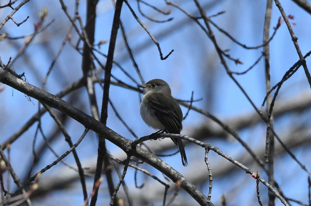 Flycatcher, Least, 2018-05051601 Royalston, MA.JPG - Least Flycatcher. Birch Hill Dam area, Royalston, MA, 5-5-2015